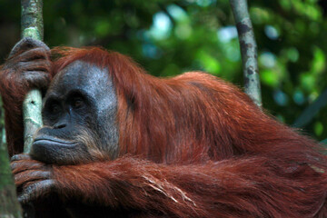 Orangutan in Sumatran rainforest