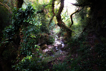 Mountain river flowing through the green forest. Stream in the wood. Outdoor, scene. Mountain river flowing through the green forest