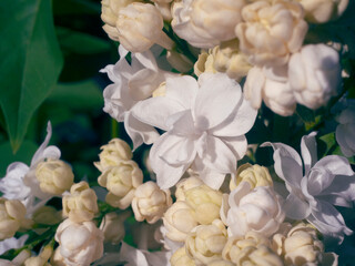 white lilac flowers and inflorescences