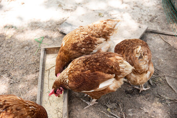 brown hen in the farm.