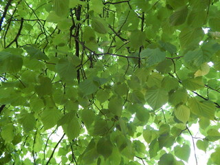 Fototapeta na wymiar Birch crown from the inside close-up, light through green leaves