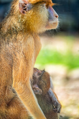 hussar. shooting through glass. red monkey with baby in zoo aviary.