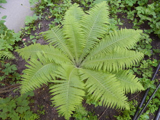 Green fern with patterned leaves grows in a park or garden