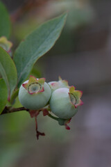 Blueberries growning in a community victory garden.