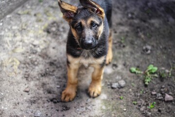 German shepherd girl puppy outdoors