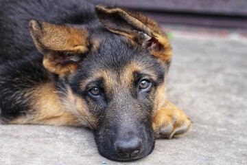 German shepherd lies near the door