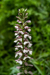 close up of a plant; flore of Acanthe