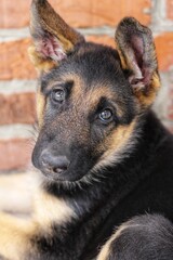 German Shepherd puppy portrait close-up