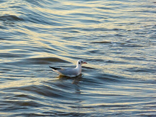 Mouette 