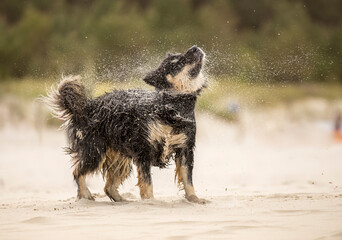 Pies otrzepujący się z piasku