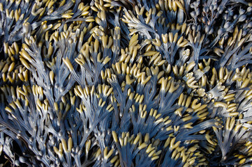 Fucus vesiculosus: Seaweed on S Wales beach (UK)
