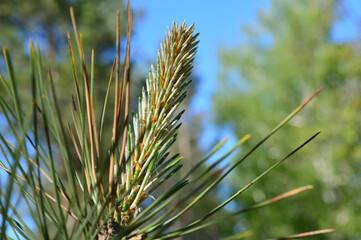 Beautiful young cones growing on coniferous trees.