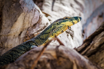 Australian Lace Monitor (Varanus varius)