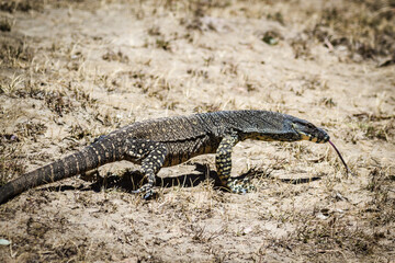 Australian Lace Monitor (Varanus varius)