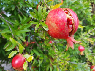 Open pomegranate with leaves on a tree branch.