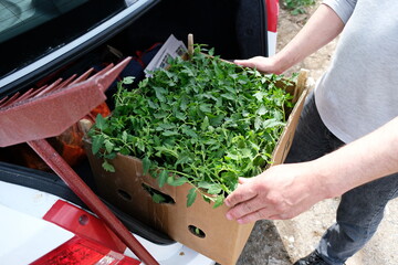 Almaty / Kazakhstan - 04.29.2020 : People buy seedlings for their garden. Seasonal planting of vegetables.