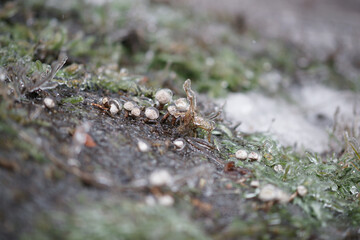 mushrooms and moss chained in ice