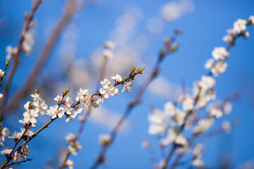 cherry flowers close-up on a light blue background