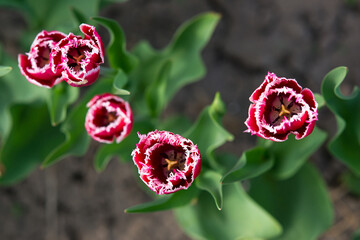 Field of burgundy tulips with fringe