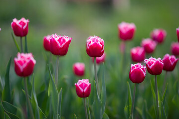 Fototapeta na wymiar Field of burgundy tulips with fringe