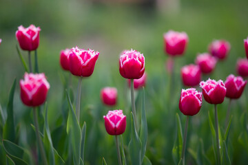 Naklejka premium Field of burgundy tulips with fringe