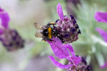 Wiesenhummel auf Lavendelblüte von oben