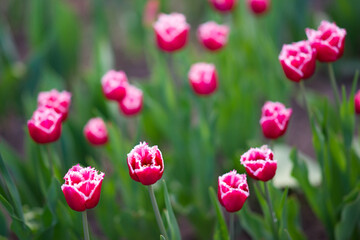 Field of burgundy tulips with fringe