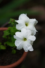 Two White petunia axillaris close up