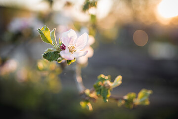 apple blossom in the garden