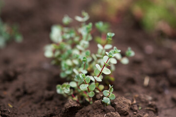 Hylotelephium sieboldii October stonecrop succulentus