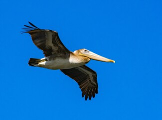 Obraz premium Pelican Flying Over La Jolla Cove in San Diego California