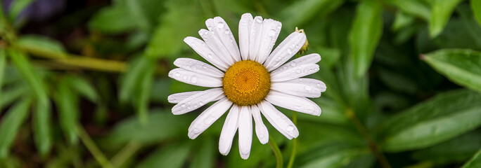 white camomile with water droplets on the petals on an abstract green background