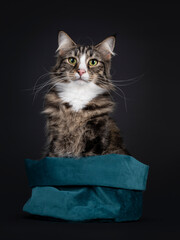 Majestic young adult black tabby blotched Norwegian Forestcat, sitting in blue green velvet bag. Looking in direction of camera with yellow / green eyes. Isolated on a black background.