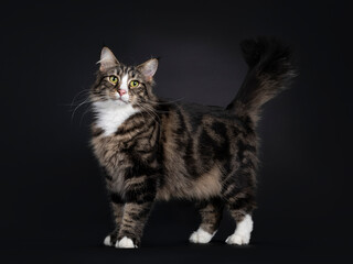 Fototapeta na wymiar Majestic young adult black tabby blotched Norwegian Forestcat, standing side ways. Looking in direction of camera with yellow / green eyes. Isolated on a black background. Tail fierce in air.