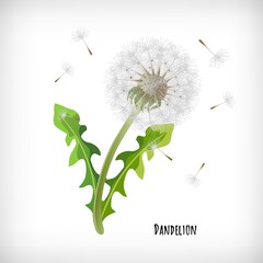 Dandelion plant with green leaves and flying seeds in the wind isolated on vignette background. Lettering Dandelion. Vector illustration.
