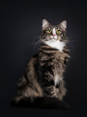 Fototapeta na wymiar Majestic young adult black tabby blotched Norwegian Forestcat, sitting side ways. Looking proud towards camera with yellow / green eyes. Isolated on a black background.