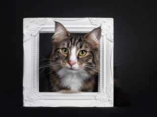 Majestic young adult black tabby blotched Norwegian Forestcat, sitting with head throught white photo frame. Looking curious straight to camera. Isolated on a black background.