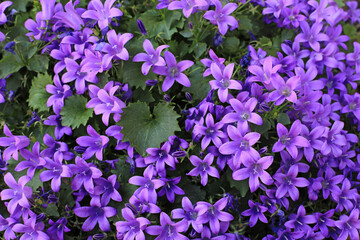 flores moradas primavera ramo jardín 4M0A0873-as20