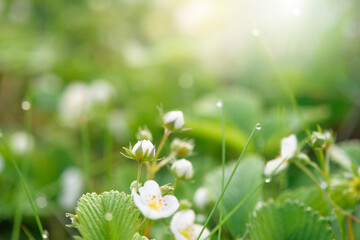 wild strawberry flower bushes in morning dew drops, bokeh on a green background with flowers, abstract background image. close-up of a blooming strawberry field.