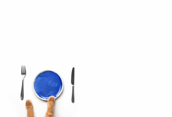 Red cat paws on blue plate on white background. Food, education, school pet concept. Banner with copy space. Stock photo