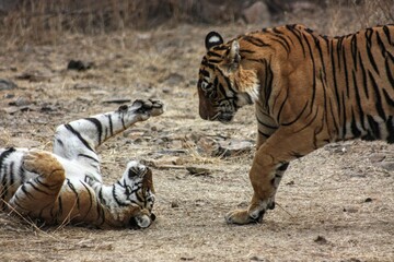 zebra in zoo