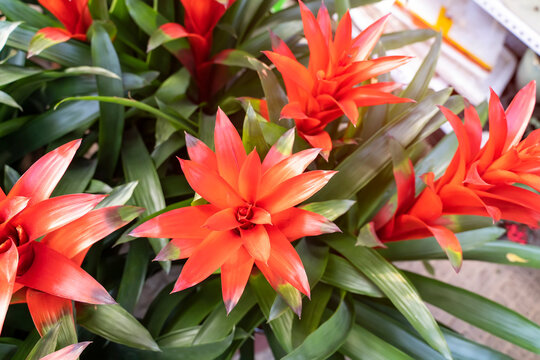 red pineapple flower blooming in garden, bromeliad flower