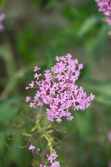 Obraz premium Dzikie kwiaty - niewyraźne zielone tło