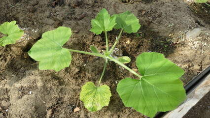 seedlings of squash in the greenhouse