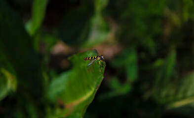 Syrphid fly on a green leaf _ Sphaerophoria philanthus 