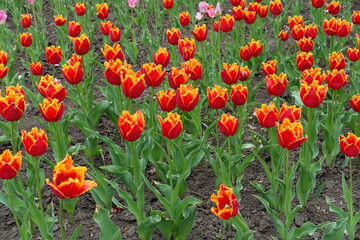 Obraz premium Numerous red and yellow fringed flowers of tulips in May
