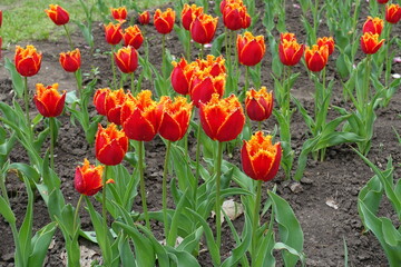 Red and yellow fringed flowers of tulips in May