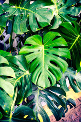 Tropical plants background of green leaves of Monstera plant leaf texture.