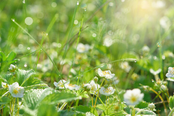 strawberry flowers in drops of morning dew, bokeh on a green background with flowers, abstract...