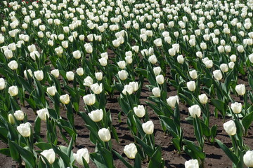 Lots of pure white flowers of tulips in April